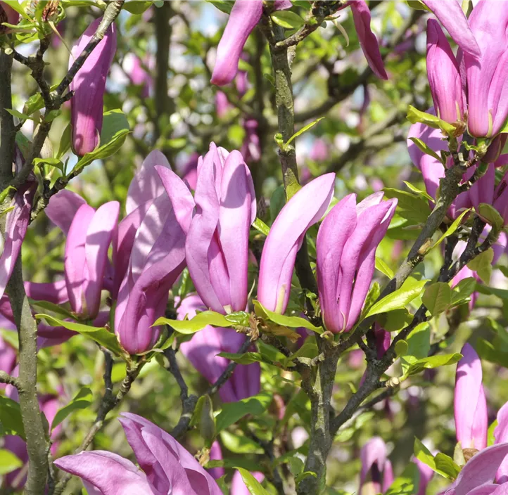 Purpurmagnolie 'Betty'