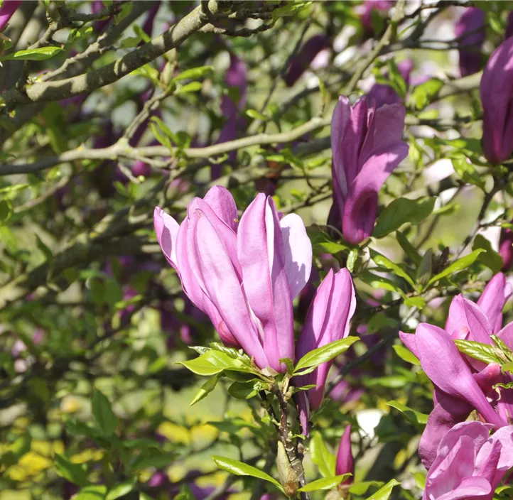 Purpurmagnolie 'Betty'