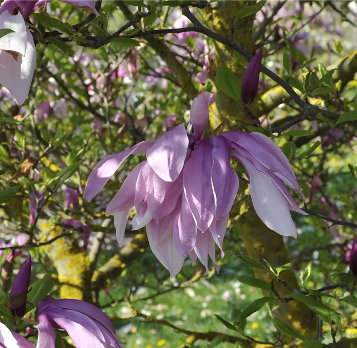 Purpurmagnolie 'Betty'