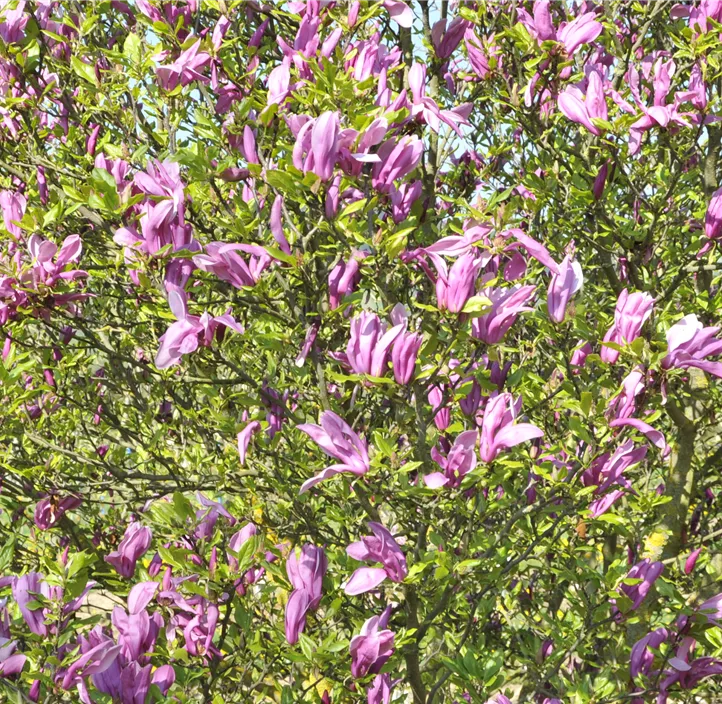 Purpurmagnolie 'Betty'