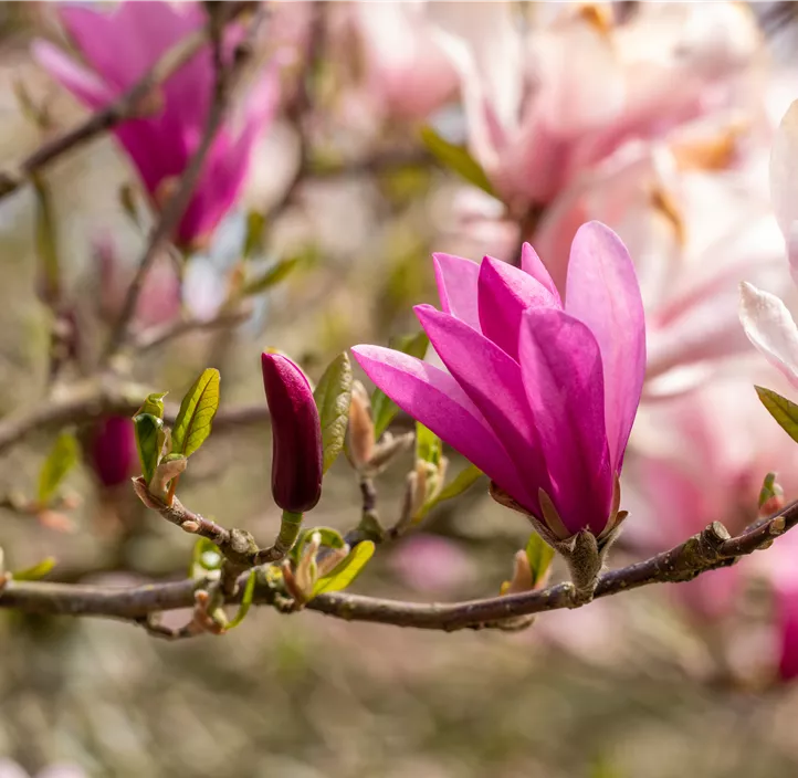 Purpurmagnolie 'Betty'