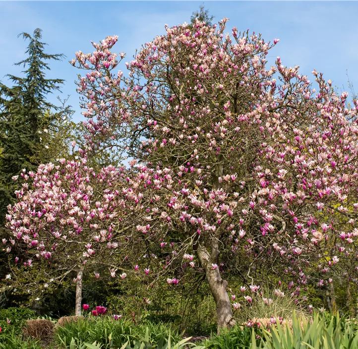 Purpurmagnolie 'Betty'