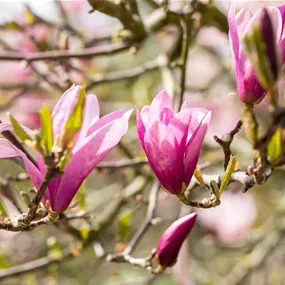 Magnolia liliiflora Betty (Lieferartikel)