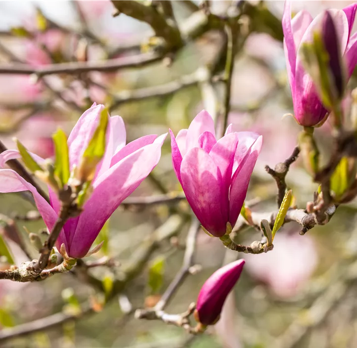 Purpurmagnolie 'Betty'