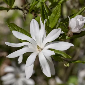 Magnolia stellata (Lieferartikel)