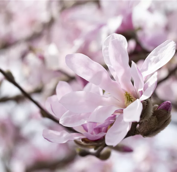 Rosa Sternmagnolie 'Rosea'