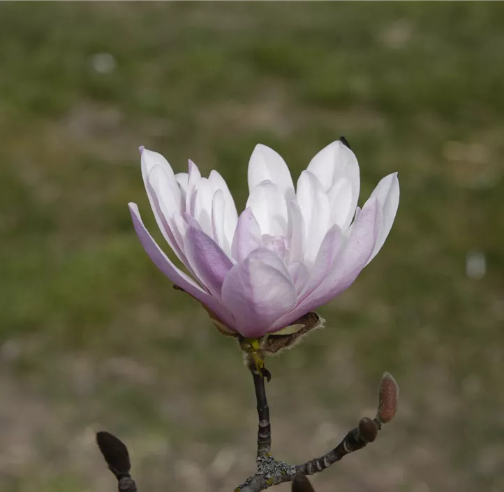 Rosa Sternmagnolie 'Rosea'