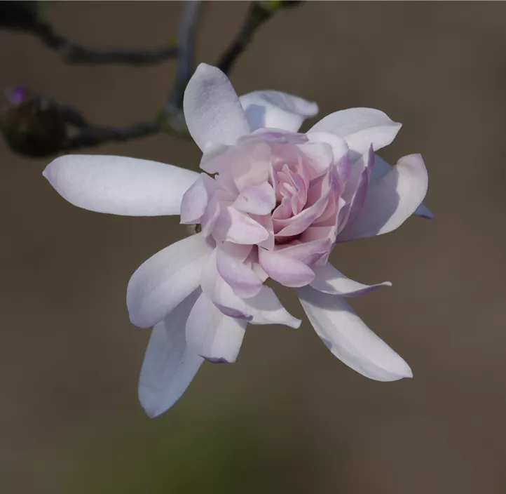 Rosa Sternmagnolie 'Rosea'