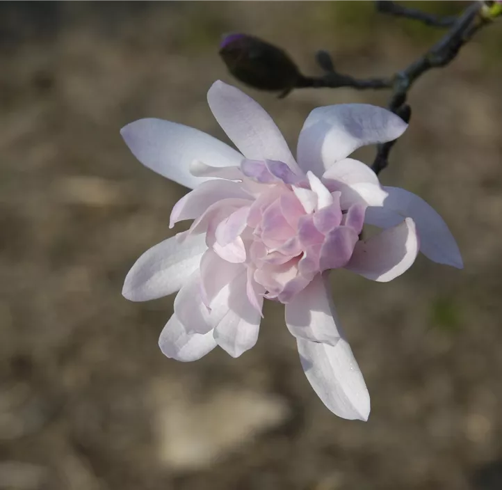 Rosa Sternmagnolie 'Rosea'