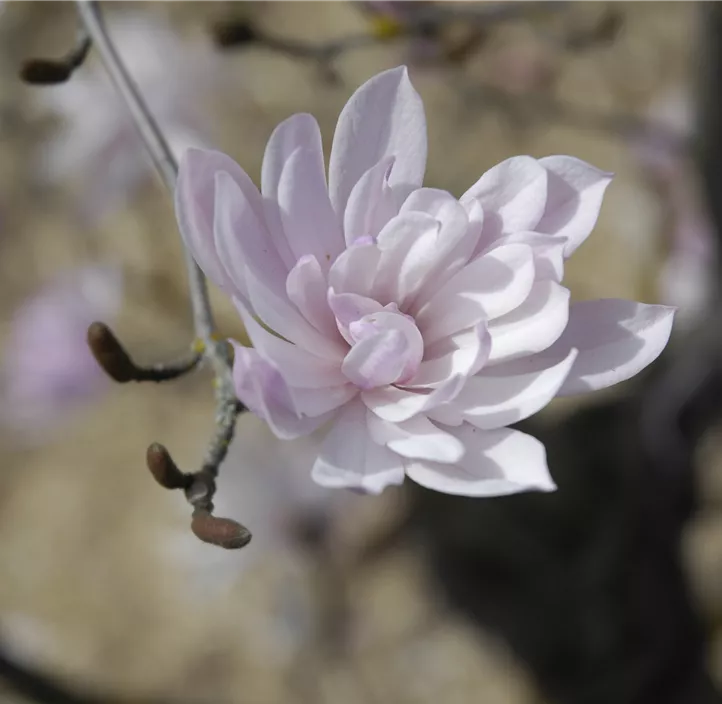 Rosa Sternmagnolie 'Rosea'