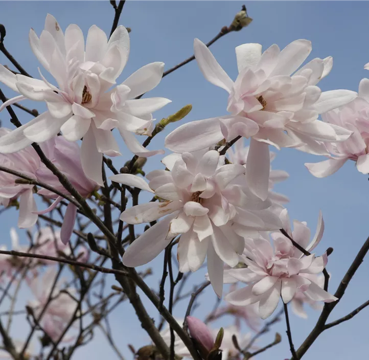Rosa Sternmagnolie 'Rosea'