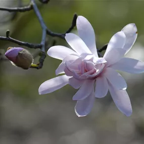 Magnolia stellata Rosea (Lieferartikel)