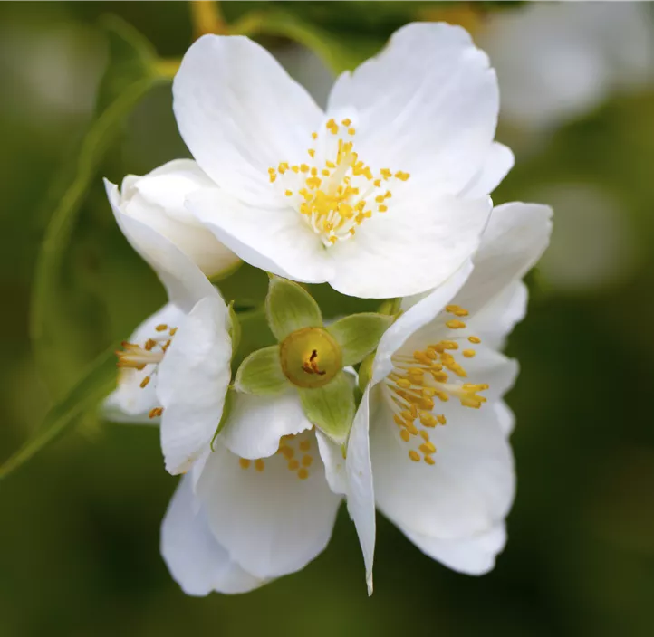 Duftender Bauernjasmin