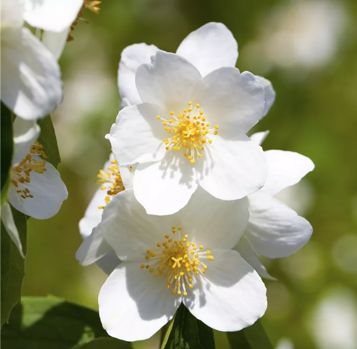Duftender Bauernjasmin