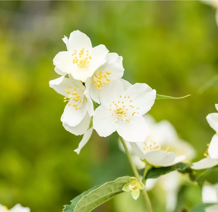 Duftender Bauernjasmin