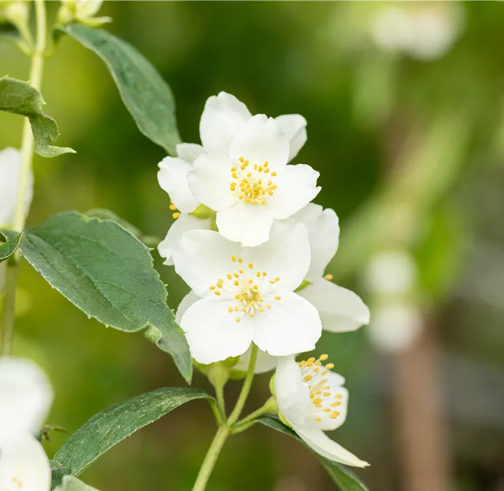 Duftender Bauernjasmin