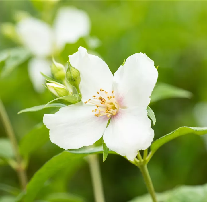 Duftender Bauernjasmin