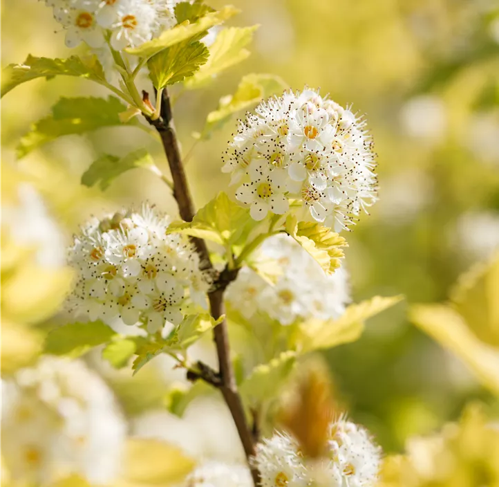 Fasanenspiere 'Dart´s Gold'