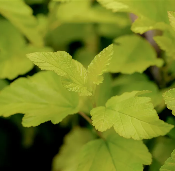 Fasanenspiere 'Dart´s Gold'