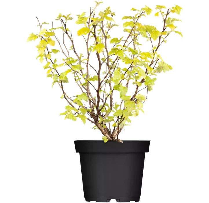 Fasanenspiere 'Dart´s Gold'