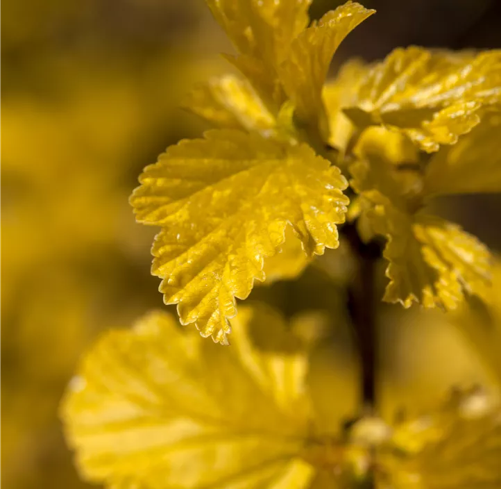 Fasanenspiere 'Dart´s Gold'