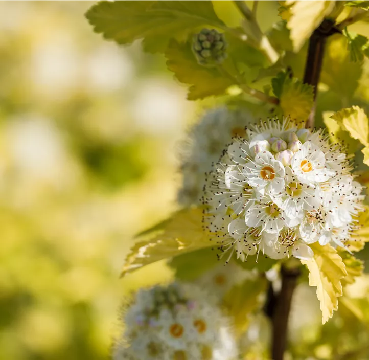 Fasanenspiere 'Dart´s Gold'