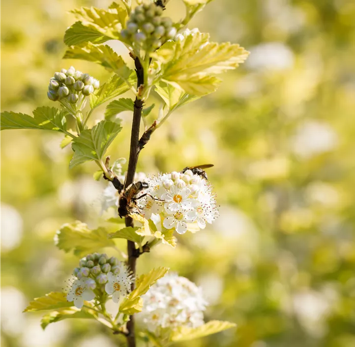 Fasanenspiere 'Dart´s Gold'