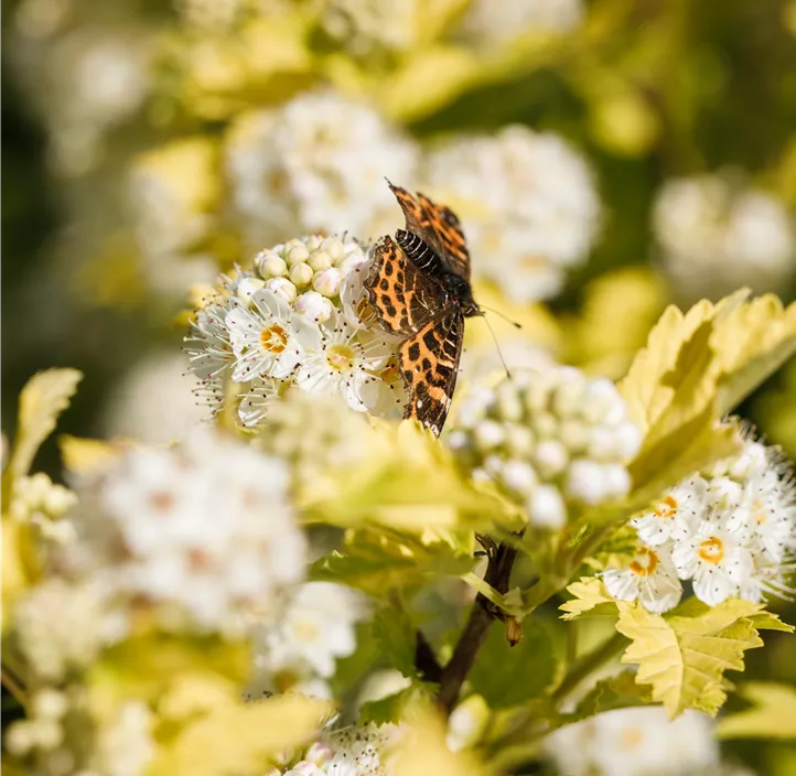 Fasanenspiere 'Dart´s Gold'