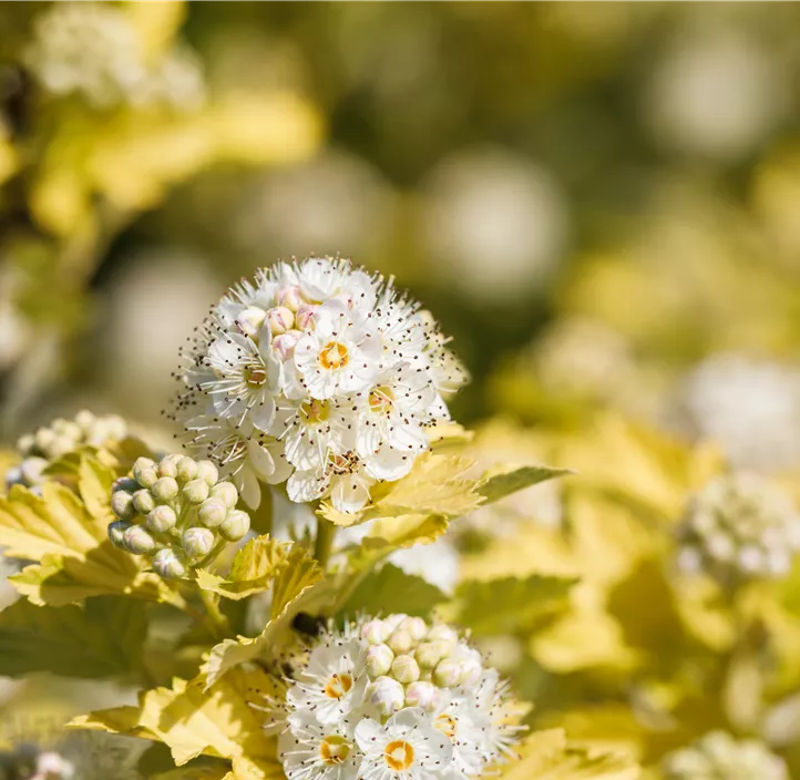 Fasanenspiere 'Dart´s Gold'