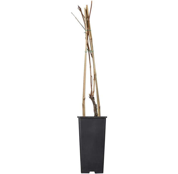 Große Kletter-Trompetenblume 'Mme Galen'