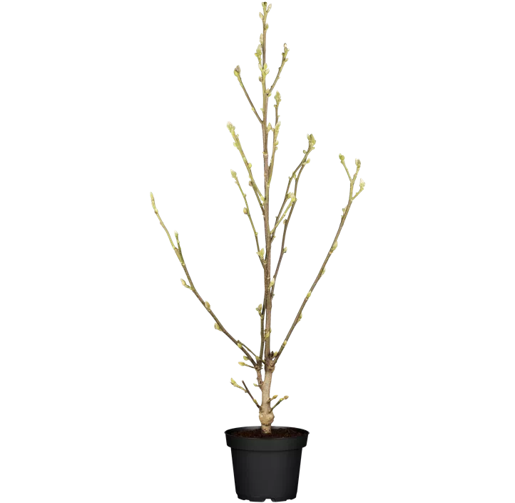 Tulpen-Magnolie 'Satisfaction'®