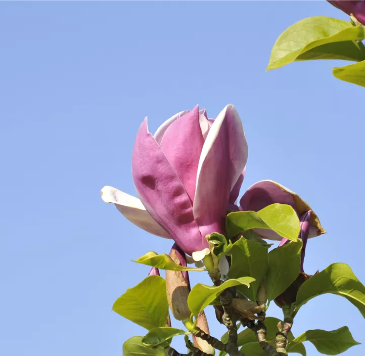 Tulpen-Magnolie 'Satisfaction'®