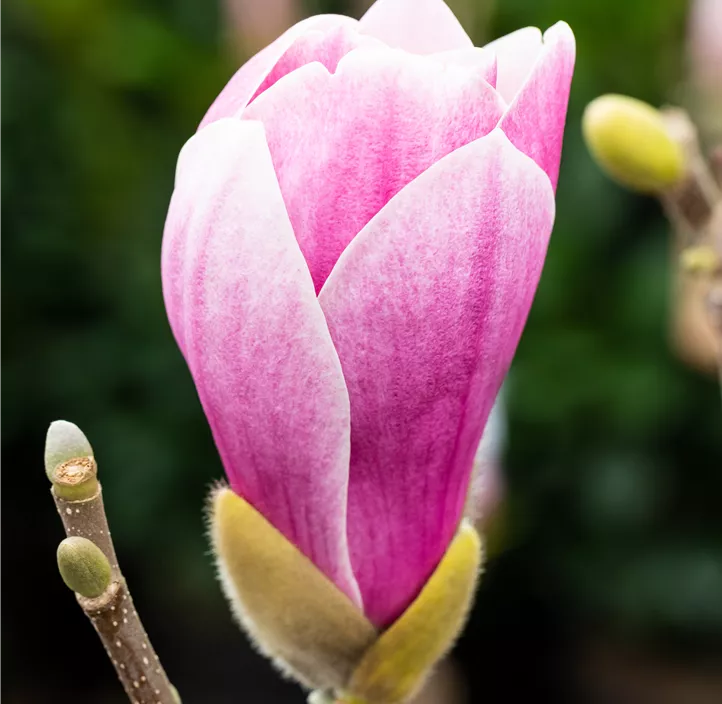 Tulpen-Magnolie 'Satisfaction'®