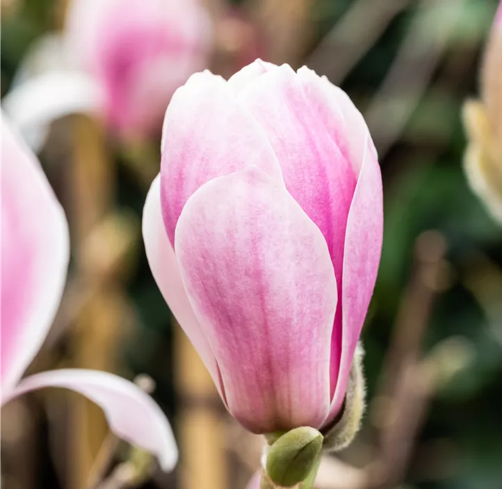 Tulpen-Magnolie 'Satisfaction'®