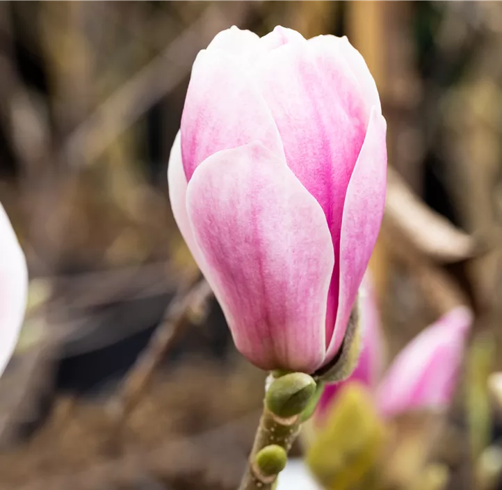 Tulpen-Magnolie 'Satisfaction'®