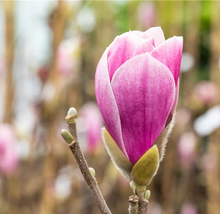 Tulpen-Magnolie 'Satisfaction'®