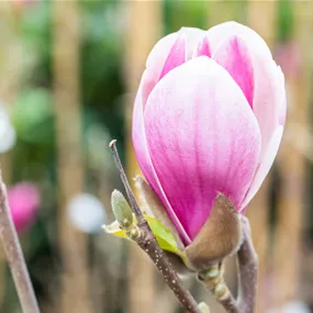 Magnolia Satisfaction (Lieferartikel)