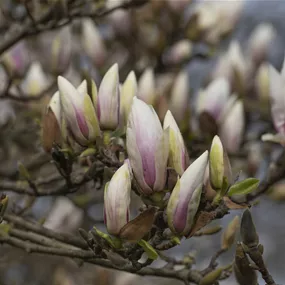Magnolia soulangeana Alba Superba (Lieferartikel)