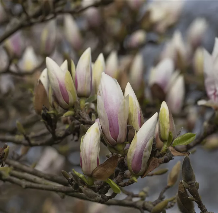 Tulpen-Magnolie 'Alba Superba'