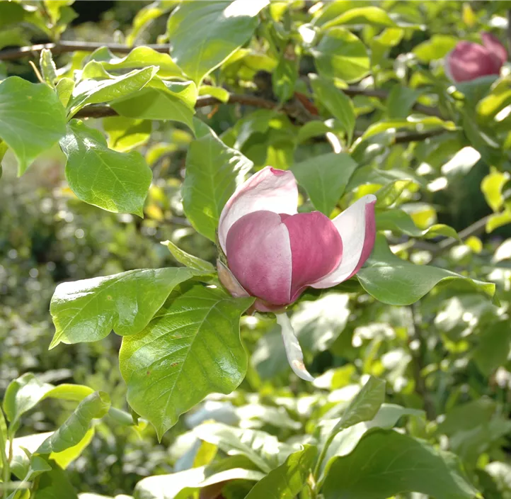 Tulpen-Magnolie 'Lennei'