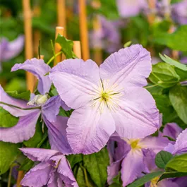 Clematis Blue Angel