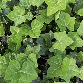 Hedera helix
