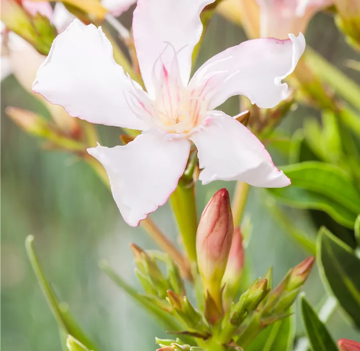 Oleander