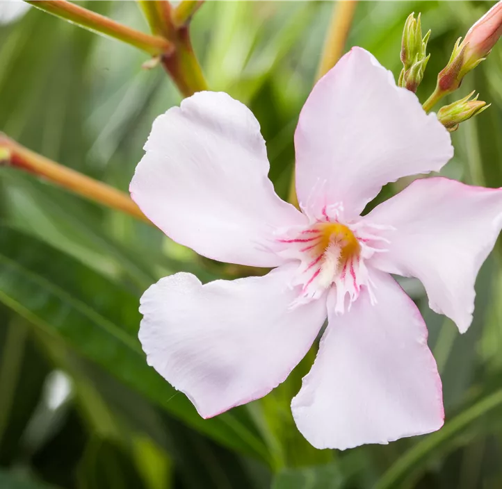 Oleander
