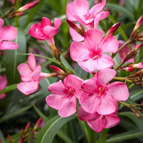Nerium oleander Evolution®
