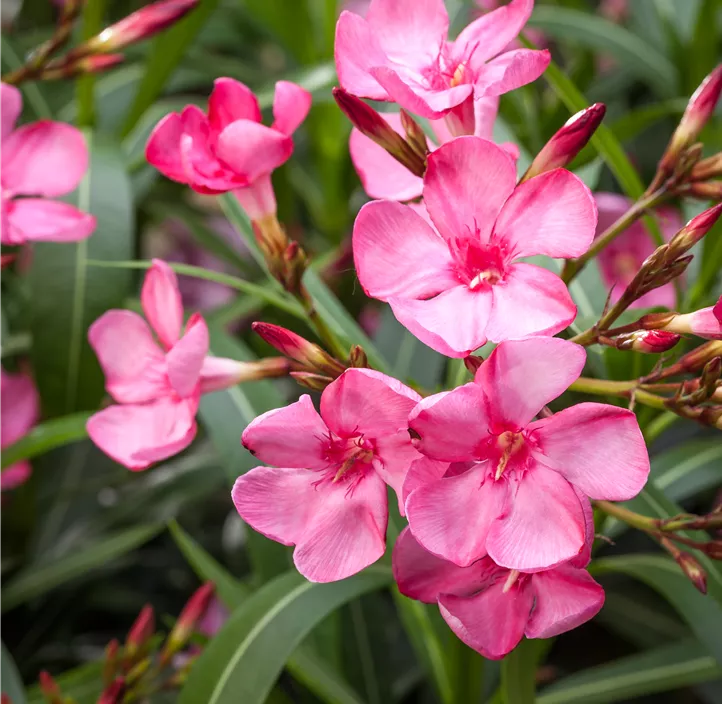 Oleander