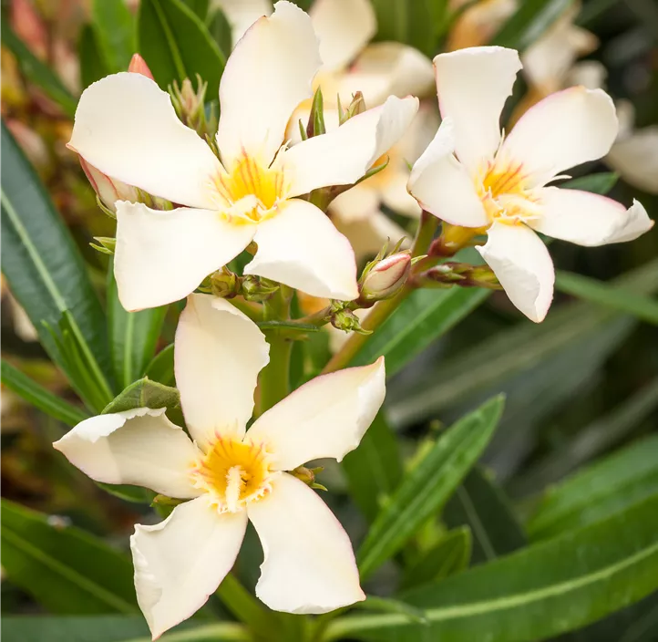 Oleander