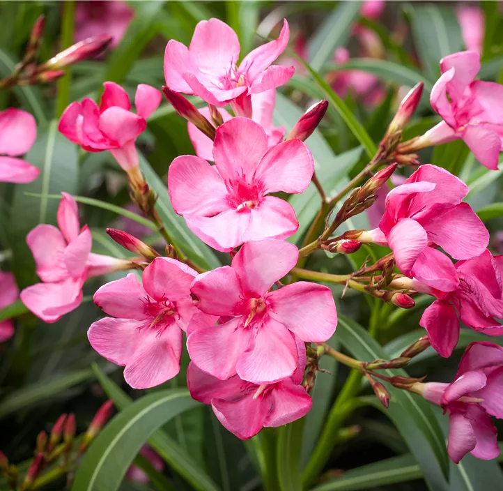 Oleander