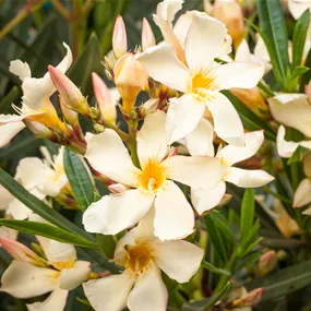 Nerium oleander Stamm