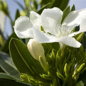 Nerium oleander Stamm, 20cm Topf